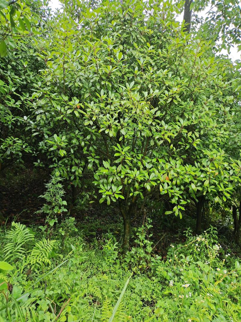 地径8公分红叶石楠毛笼子，基地直供，价格实惠