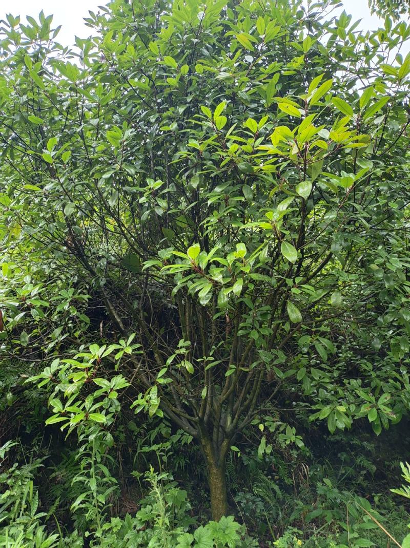 地径8公分红叶石楠毛笼子，基地直供，价格实惠