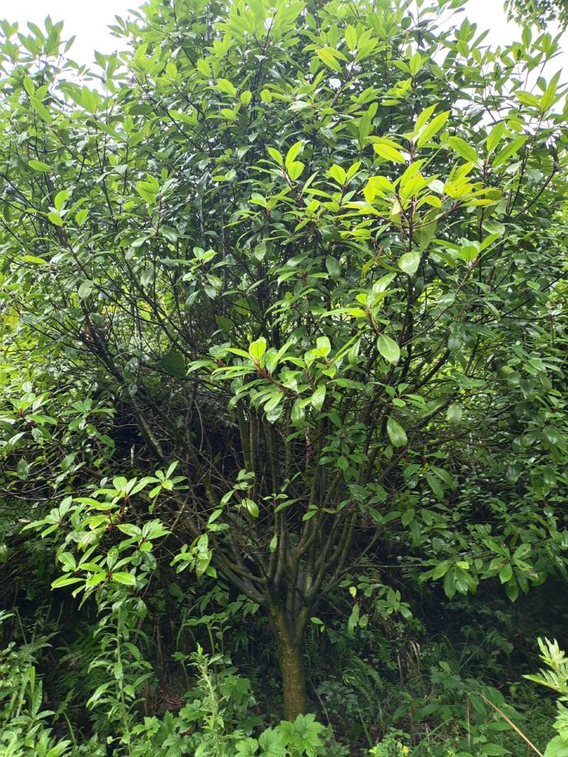 地径8公分红叶石楠毛笼子，基地直供，价格实惠