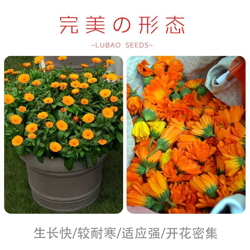 金盏菊种子金盏花种子四季易种花种子长生菊花海易种盆栽耐寒