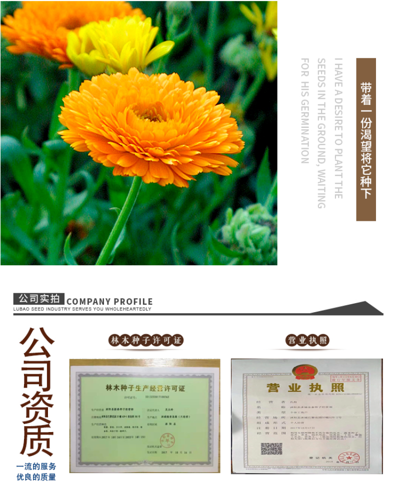 金盏菊种子金盏花种子四季易种花种子长生菊花海易种盆栽耐寒