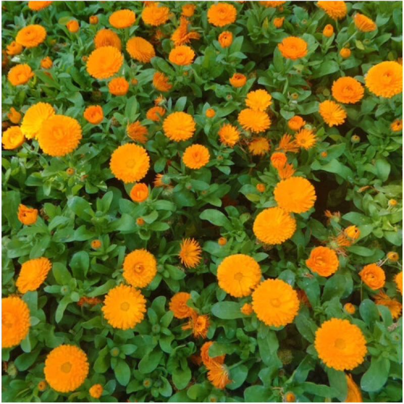 金盏菊种子金盏花种子四季易种花种子长生菊花海易种盆栽耐寒