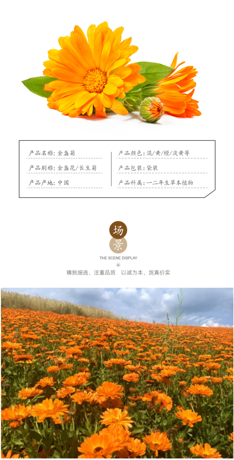 金盏菊种子金盏花种子四季易种花种子长生菊花海易种盆栽耐寒