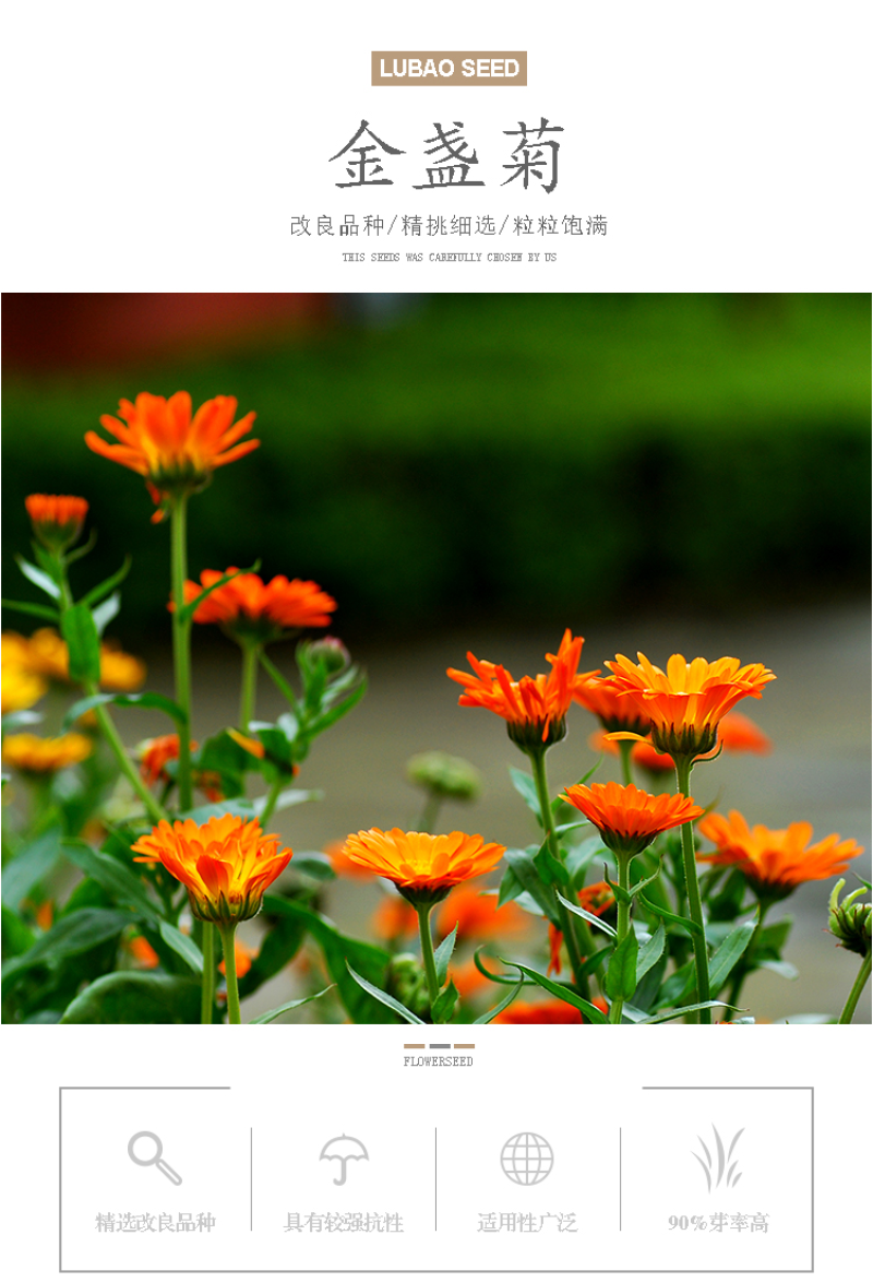 金盏菊种子金盏花种子四季易种花种子长生菊花海易种盆栽耐寒