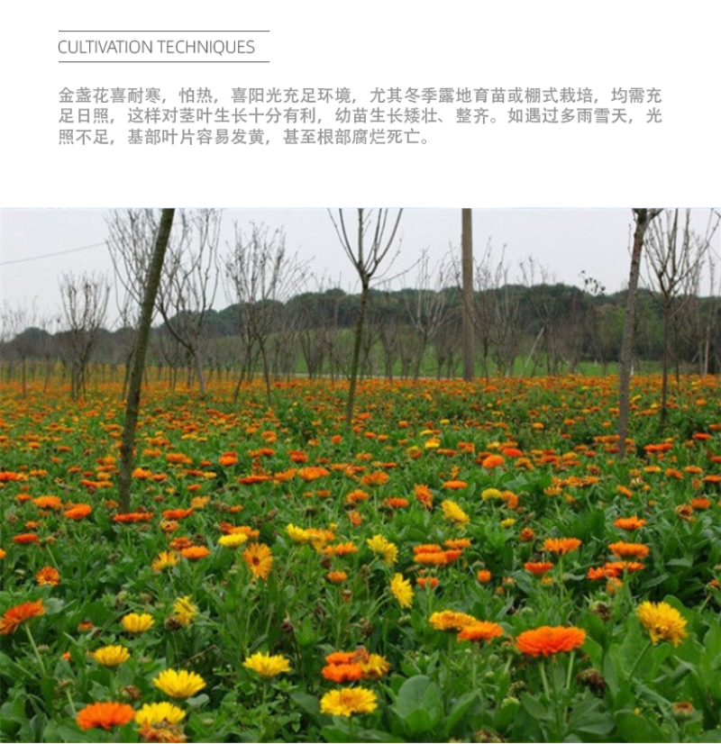 金盏菊种子金盏花种子四季易种花种子长生菊花海易种盆栽耐寒