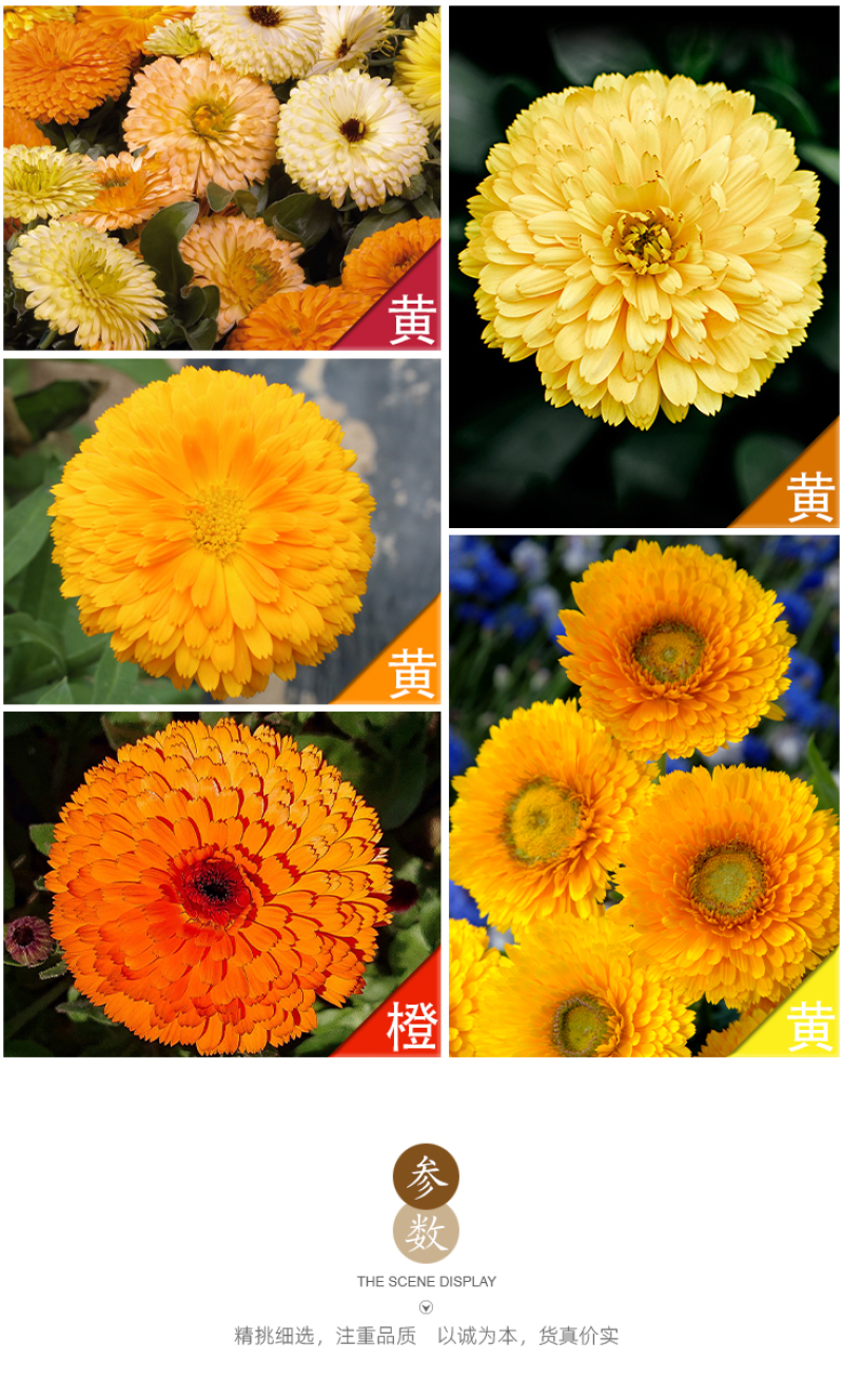 金盏菊种子金盏花种子四季易种花种子长生菊花海易种盆栽耐寒