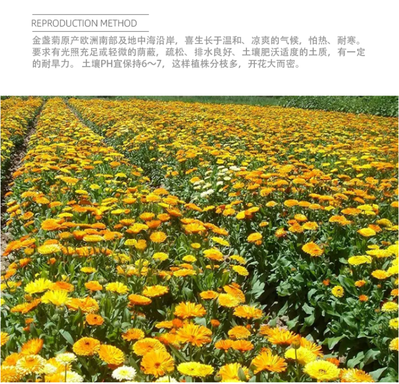 金盏菊种子金盏花种子四季易种花种子长生菊花海易种盆栽耐寒