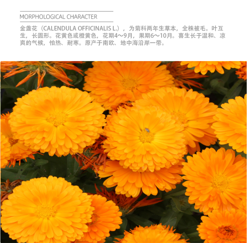 金盏菊种子金盏花种子四季易种花种子长生菊花海易种盆栽耐寒