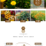 金盏菊种子金盏花种子四季易种花种子长生菊花海易种盆栽耐寒
