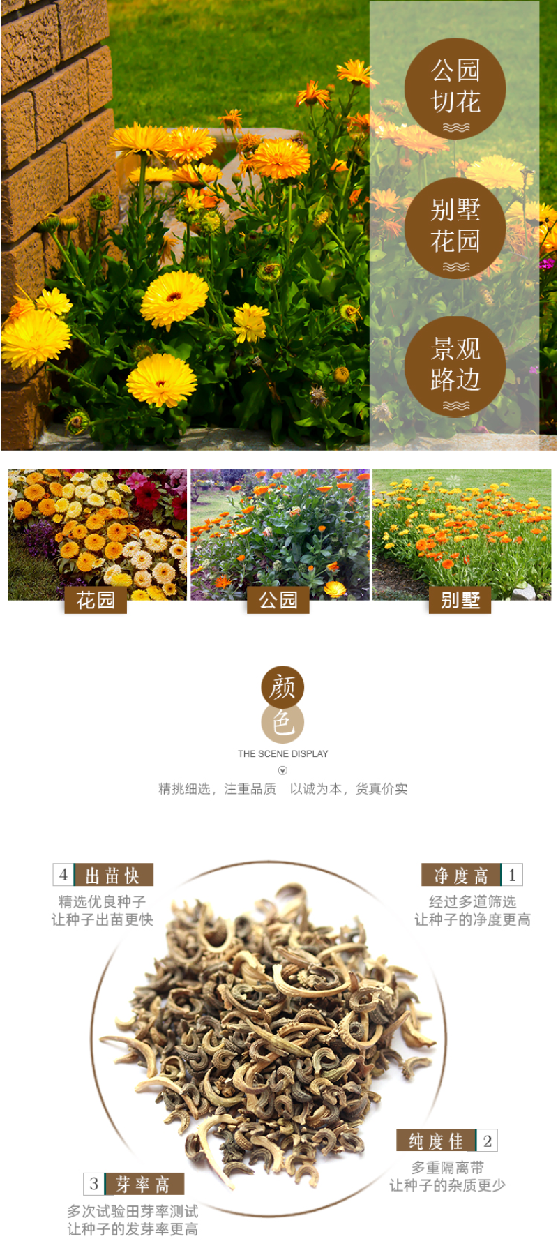 金盏菊种子金盏花种子四季易种花种子长生菊花海易种盆栽耐寒