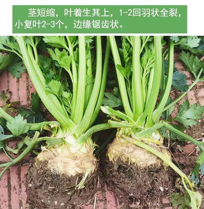 进口根芹种子地中海芹菜根蔬菜种籽苗四季播阳台盆栽耐热耐寒