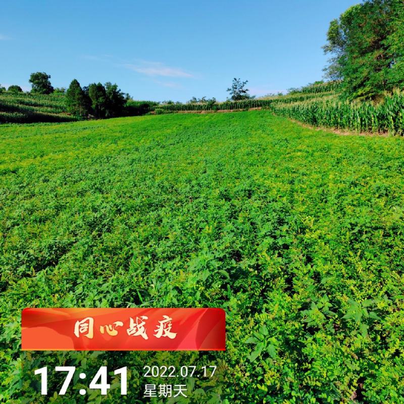 刺槐苗，2022年后半年预售