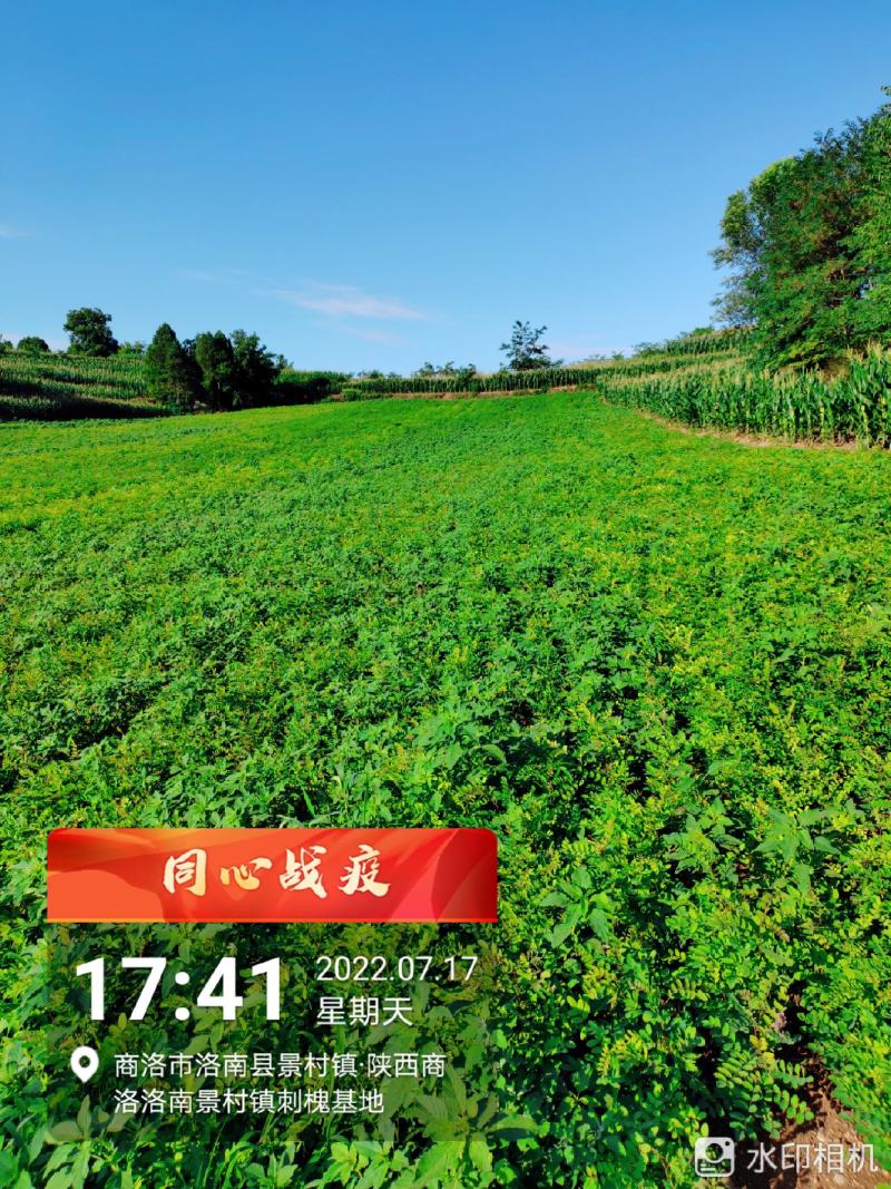 刺槐苗，2022年后半年预售