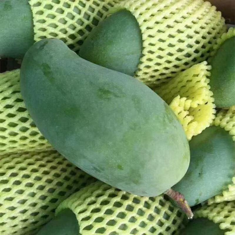 桂七芒果青皮芒果对接直播团购平台一件代发包邮非贵妃小台芒