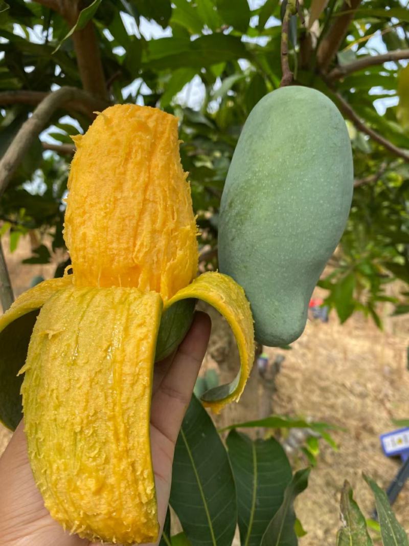桂七芒果青皮芒果对接直播团购平台一件代发包邮非贵妃小台芒