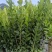 香水柠檬苗,包正宗假一赔十四季香水柠檬苗提供免费种植技术