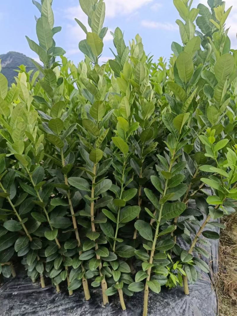 香水柠檬苗，包正宗假一赔十四季香水柠檬苗提供免费种植技术