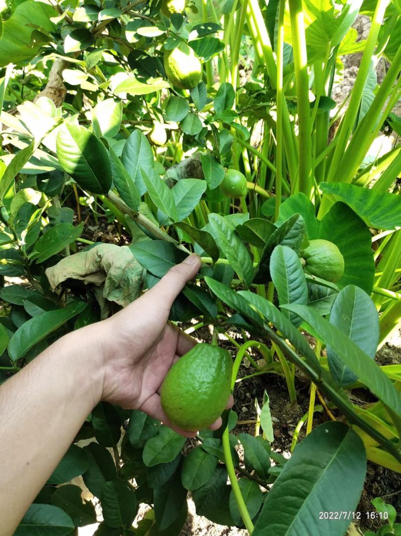 香水柠檬苗，包正宗假一赔十四季香水柠檬苗提供免费种植技术