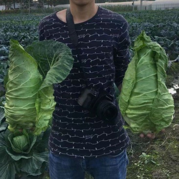牛心甘蓝种子鸡心甘蓝种子牛心莲花白种子鸡心莲花白种子