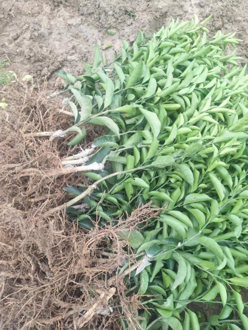 黄美人果苗，品种保证成活率高，提供免费种植技术