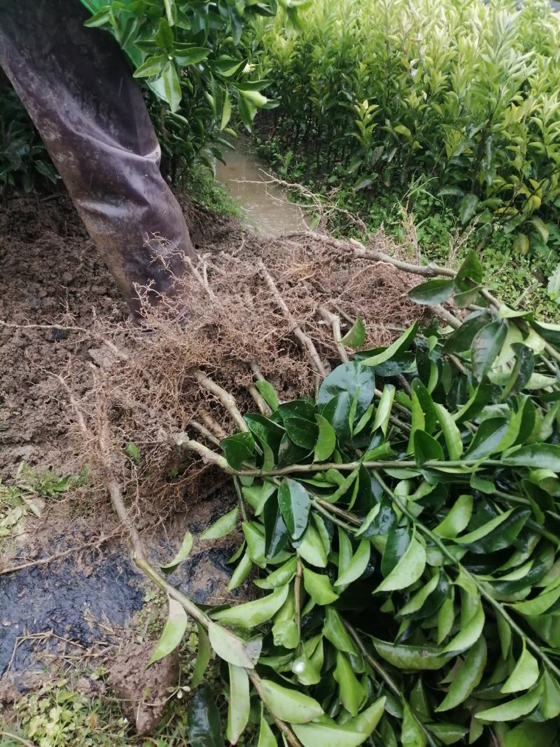 黄美人果苗，品种保证成活率高，提供免费种植技术