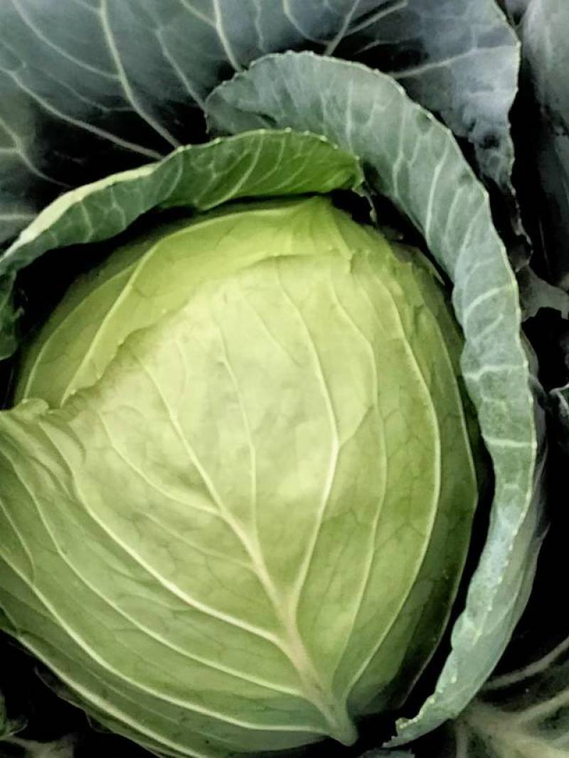 太白县圆包菜