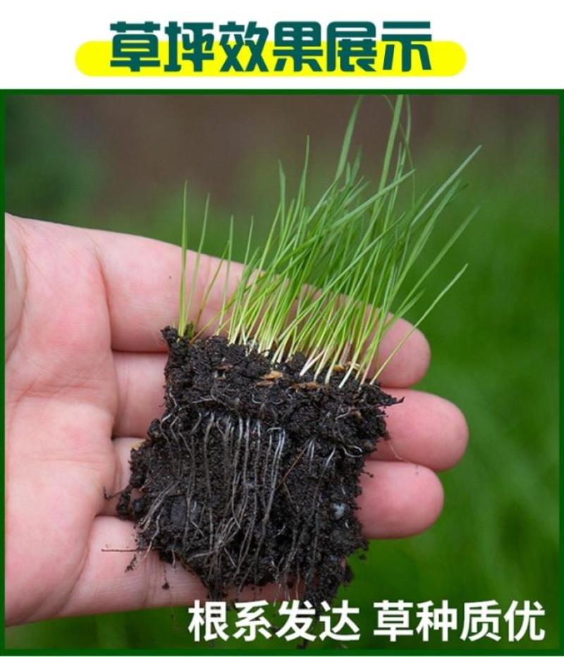 绿化护坡草籽护坡王固土保湿种子草种