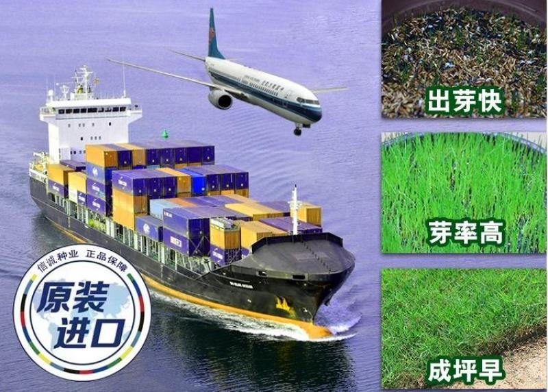 绿化护坡草籽护坡王固土保湿种子草种
