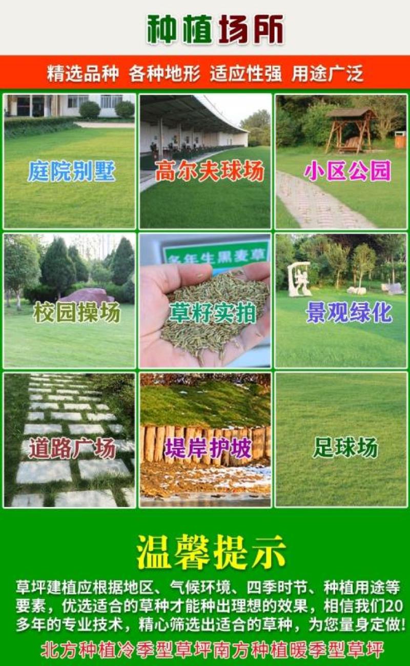 绿化护坡草籽护坡王固土保湿种子草种