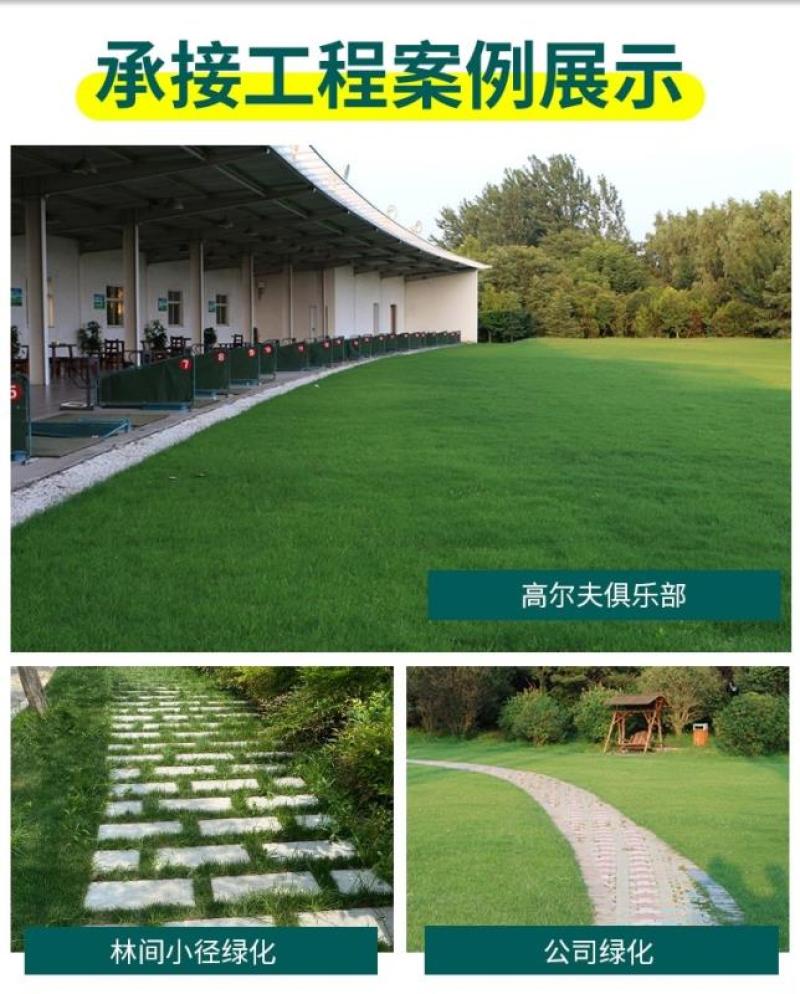 绿化护坡草籽护坡王固土保湿种子草种