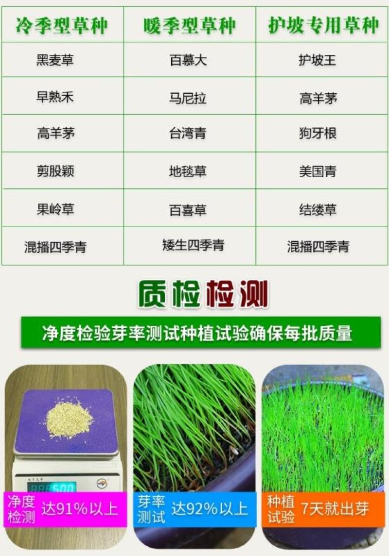 绿化护坡草籽护坡王固土保湿种子草种