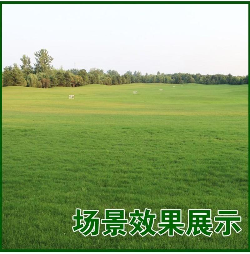 绿化护坡草籽护坡王固土保湿种子草种