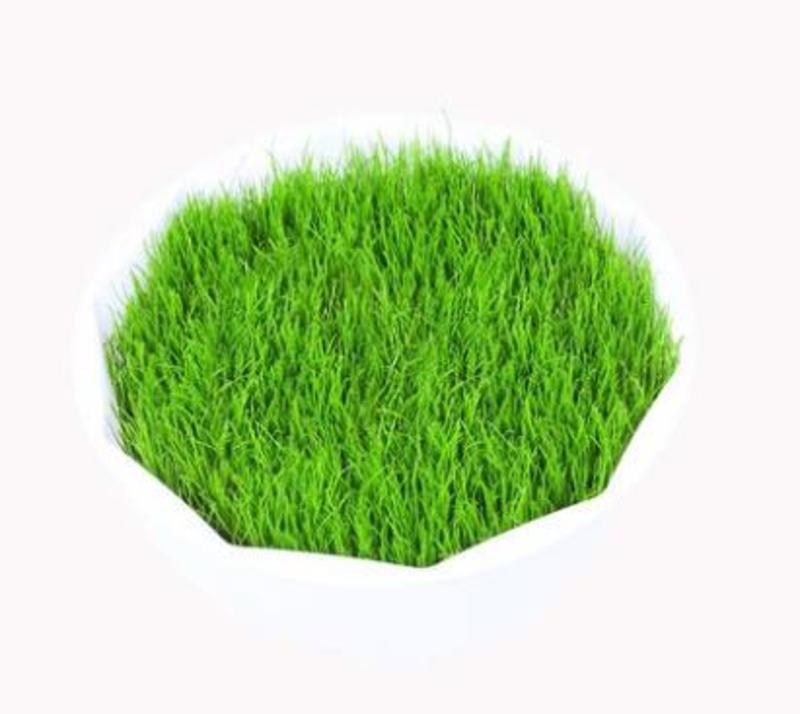 绿化护坡草籽种护坡王固土草皮草坪种子马尼拉草种
