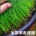 绿化护坡草籽护坡王固土保湿种子草种