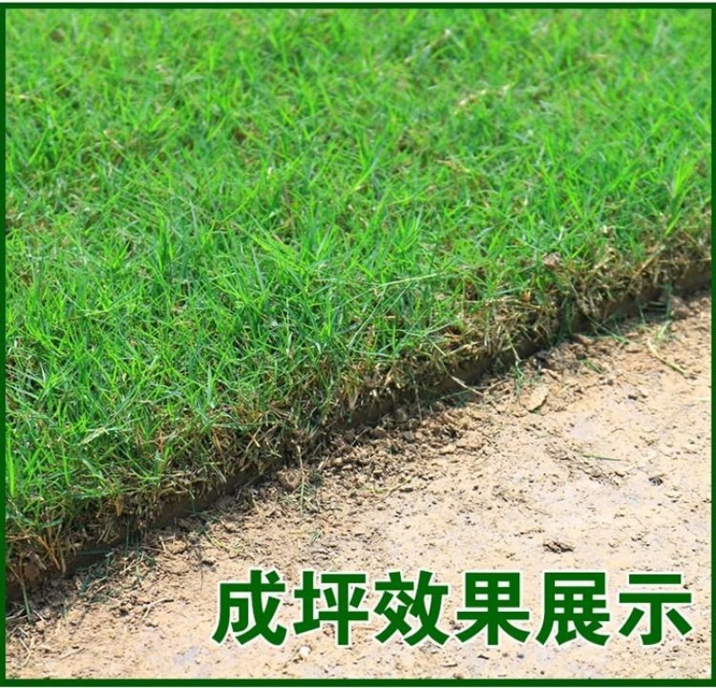 绿化护坡草籽护坡王固土保湿种子草种