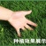 绿化护坡草籽护坡王固土保湿种子草种