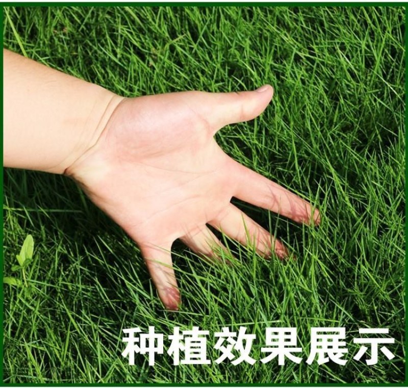 绿化护坡草籽护坡王固土保湿种子草种