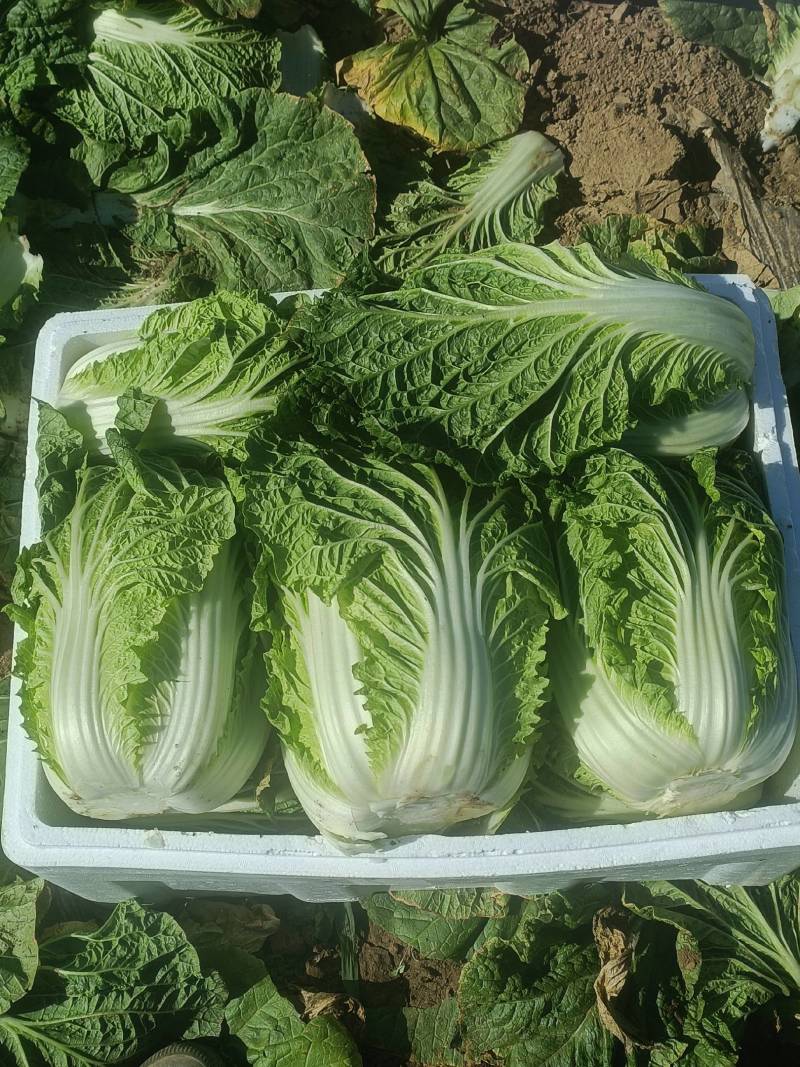 太白县圆包菜