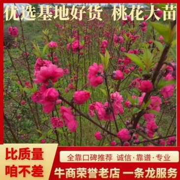 桃花树苗，包正宗，假一赔十，提供免费种植技术