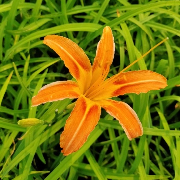 大花萱草，山东青州大量供应宿根花卉萱草基地直发量大价优