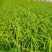大花萱草，山东青州大量供应宿根花卉萱草基地直发量大价优