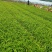 大花萱草，山东青州大量供应宿根花卉萱草基地直发量大价优
