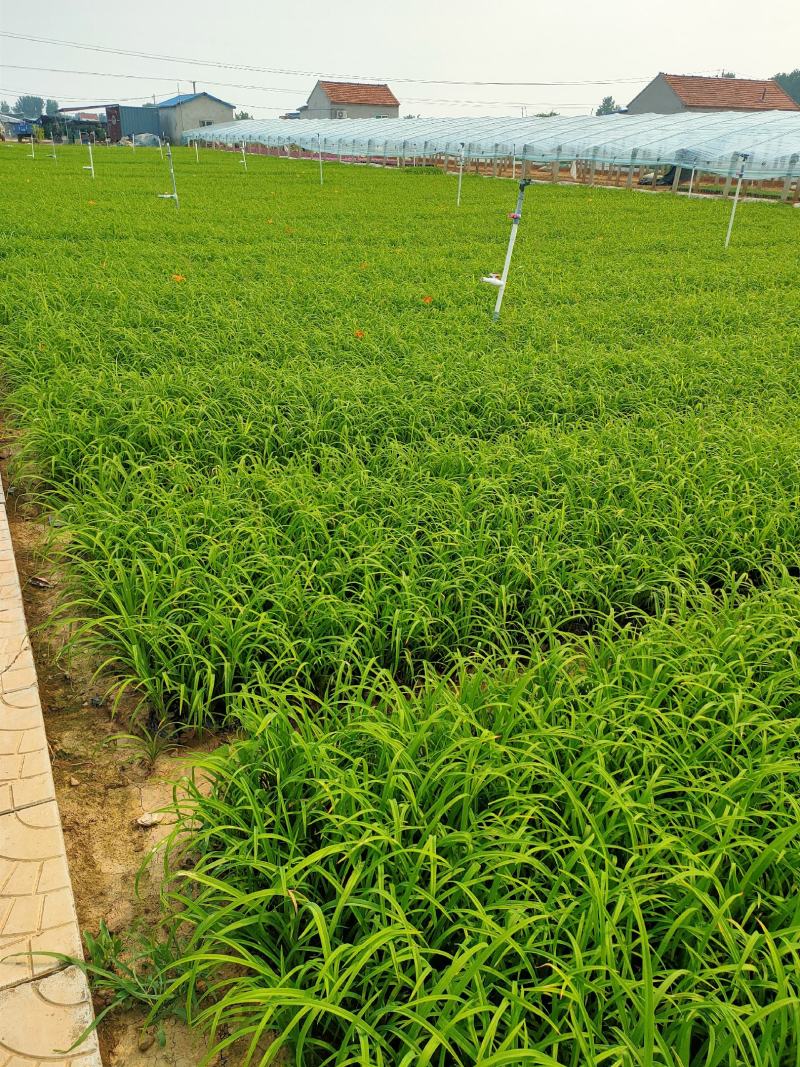 大花萱草，山东青州大量供应宿根花卉萱草基地直发量大价优