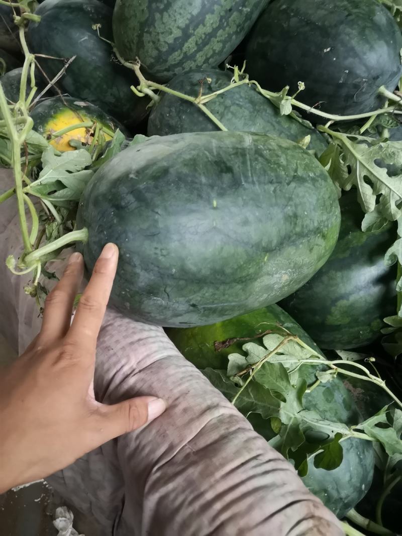 新全拳大量现货