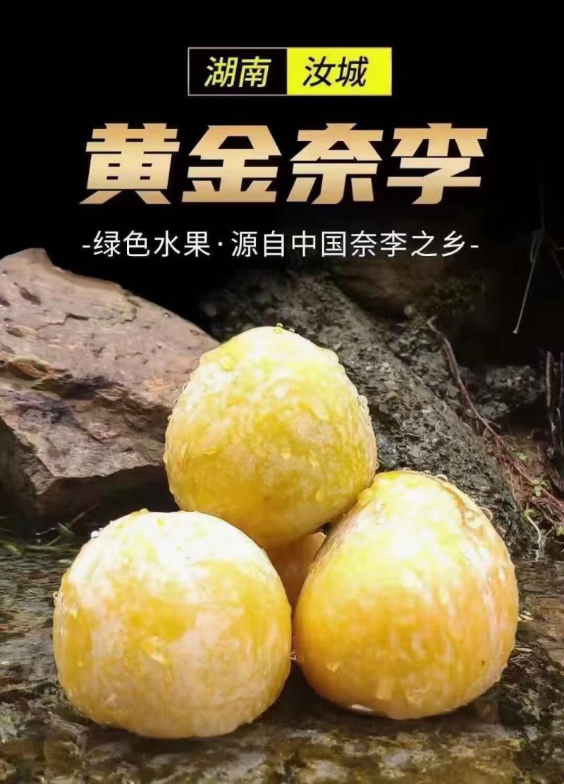 湖南汝城黄金奈李