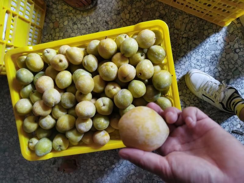 湖南汝城黄金奈李