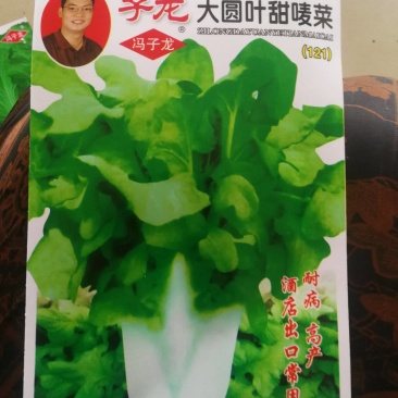 子龙大圆叶甜唛菜(121)盆栽庭院大棚