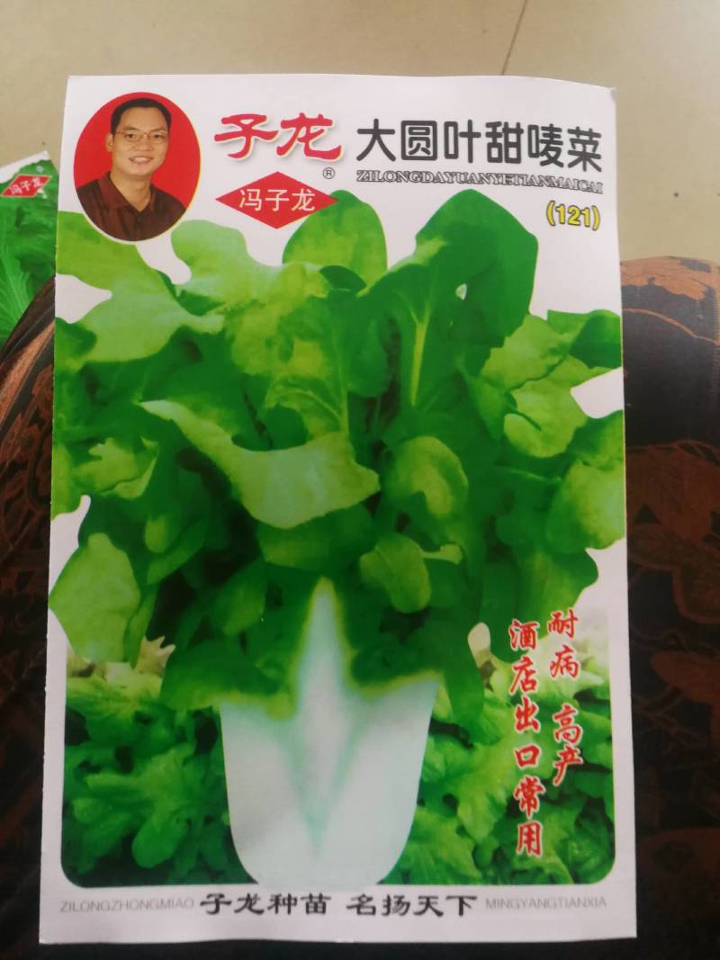 子龙大圆叶甜唛菜(121)盆栽庭院大棚