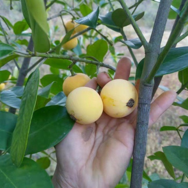 竹节果苗,木竹子苗酸桐子苗,蒜头果苗以及它们的果实