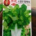 子龙大圆叶甜唛菜(121)盆栽庭院大棚